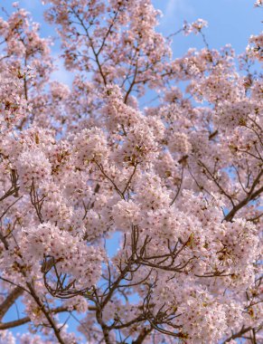 Tam çiçeklenme çiçekler (sakura) bahçeye bakmaktadır yumuşak doğal arka plan bahar güneşli günde pembe kiraz çiçekleri güzel kapatın