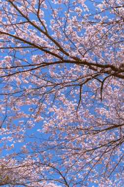 Tam çiçeklenme çiçekler (sakura) bahçeye bakmaktadır yumuşak doğal arka plan bahar güneşli günde pembe kiraz çiçekleri güzel kapatın