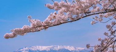 Tam çiçeklenme çiçekler (sakura) bahçeye bakmaktadır yumuşak doğal arka plan bahar güneşli günde pembe kiraz çiçekleri güzel kapatın