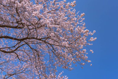 Tam çiçeklenme çiçekler (sakura) bahçeye bakmaktadır yumuşak doğal arka plan bahar güneşli günde pembe kiraz çiçekleri güzel kapatın