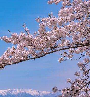 Tam çiçeklenme çiçekler (sakura) bahçeye bakmaktadır yumuşak doğal arka plan bahar güneşli günde pembe kiraz çiçekleri güzel kapatın