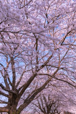 Tam çiçeklenme çiçekler (sakura) bahçeye bakmaktadır yumuşak doğal arka plan bahar güneşli günde pembe kiraz çiçekleri güzel kapatın