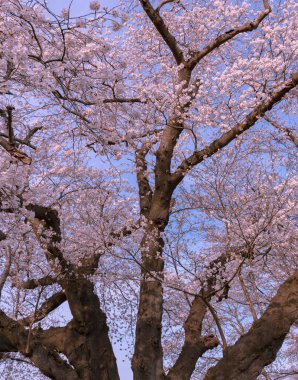 Tam çiçeklenme çiçekler (sakura) bahçeye bakmaktadır yumuşak doğal arka plan bahar güneşli günde pembe kiraz çiçekleri güzel kapatın
