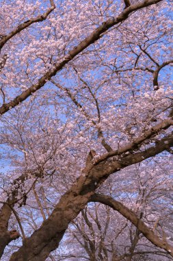 Tam çiçeklenme çiçekler (sakura) bahçeye bakmaktadır yumuşak doğal arka plan bahar güneşli günde pembe kiraz çiçekleri güzel kapatın