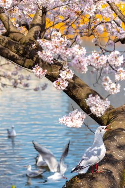 Yakın çekim Karabaş martı kuşları (Chroicocephalus ridibundus) ve sakura kiraz çiçekleri tam bloom bahar güneşli gün yaklaşık Ueno park lake, Tokyo, Japonya.
