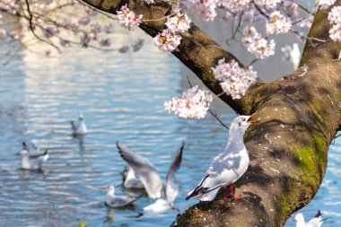 Yakın çekim Karabaş martı kuşları (Chroicocephalus ridibundus) ve sakura kiraz çiçekleri tam bloom bahar güneşli gün yaklaşık Ueno park lake, Tokyo, Japonya.