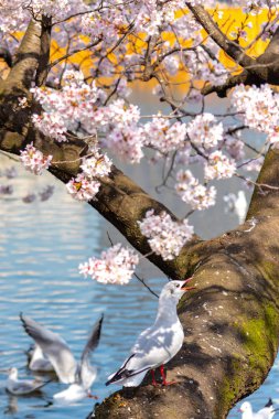 Yakın çekim Karabaş martı kuşları (Chroicocephalus ridibundus) ve sakura kiraz çiçekleri tam bloom bahar güneşli gün yaklaşık Ueno park lake, Tokyo, Japonya.