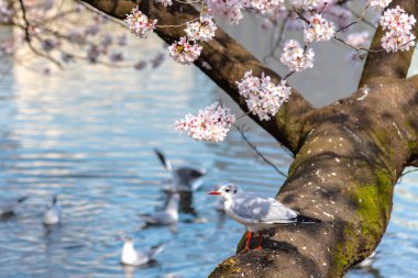 Yakın çekim Karabaş martı kuşları (Chroicocephalus ridibundus) ve sakura kiraz çiçekleri tam bloom bahar güneşli gün yaklaşık Ueno park lake, Tokyo, Japonya.