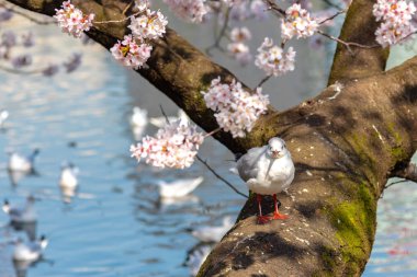 Yakın çekim Karabaş martı kuşları (Chroicocephalus ridibundus) ve sakura kiraz çiçekleri tam bloom bahar güneşli gün yaklaşık Ueno park lake, Tokyo, Japonya.