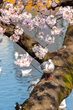Yakın çekim Karabaş martı kuşları (Chroicocephalus ridibundus) ve sakura kiraz çiçekleri tam bloom bahar güneşli gün yaklaşık Ueno park lake, Tokyo, Japonya.