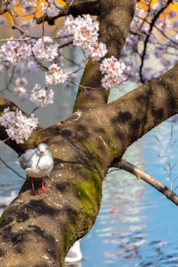 Yakın çekim Karabaş martı kuşları (Chroicocephalus ridibundus) ve sakura kiraz çiçekleri tam bloom bahar güneşli gün yaklaşık Ueno park lake, Tokyo, Japonya.
