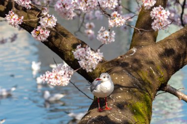 Yakın çekim Karabaş martı kuşları (Chroicocephalus ridibundus) ve sakura kiraz çiçekleri tam bloom bahar güneşli gün yaklaşık Ueno park lake, Tokyo, Japonya.