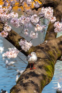 Yakın çekim Karabaş martı kuşları (Chroicocephalus ridibundus) ve sakura kiraz çiçekleri tam bloom bahar güneşli gün yaklaşık Ueno park lake, Tokyo, Japonya.