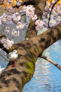 Yakın çekim Karabaş martı kuşları (Chroicocephalus ridibundus) ve sakura kiraz çiçekleri tam bloom bahar güneşli gün yaklaşık Ueno park lake, Tokyo, Japonya.