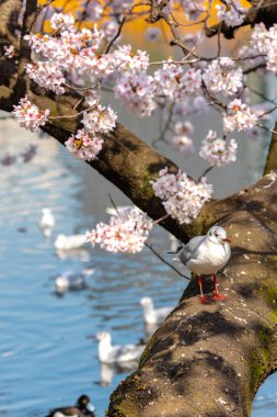 Yakın çekim Karabaş martı kuşları (Chroicocephalus ridibundus) ve sakura kiraz çiçekleri tam bloom bahar güneşli gün yaklaşık Ueno park lake, Tokyo, Japonya.