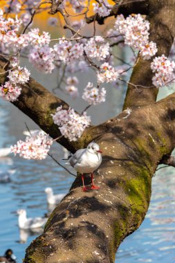 Yakın çekim Karabaş martı kuşları (Chroicocephalus ridibundus) ve sakura kiraz çiçekleri tam bloom Ueno park lake, Tokyo, Japonya çevresinde doğal arka plan bahar güneşli gün.
