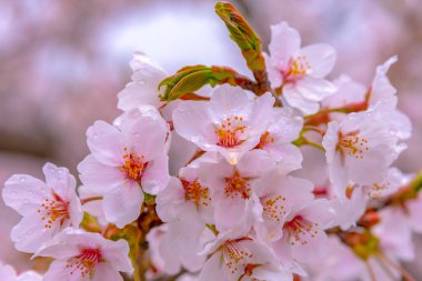 Yakın çekim tam bahar güneşli gün, yumuşak bulanıklık doğal arka plan bahçe içinde güzel pembe kiraz çiçekleri (sakura) çiçek.