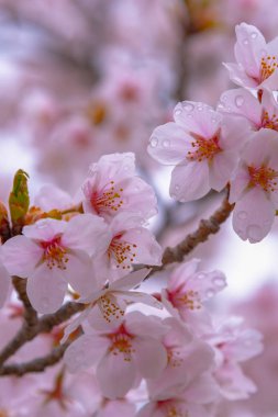Yakın çekim tam bahar güneşli gün, yumuşak bulanıklık doğal arka plan bahçe içinde güzel pembe kiraz çiçekleri (sakura) çiçek.