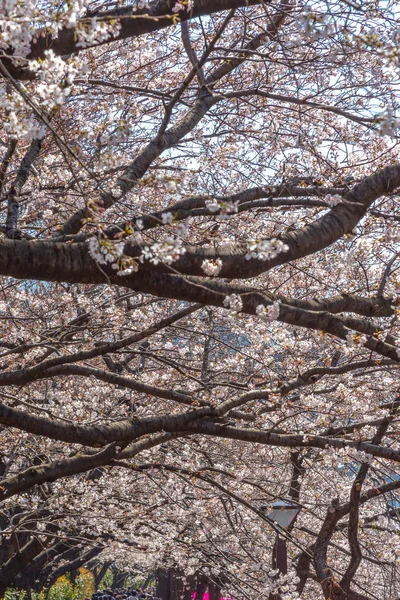 目黒さくら 桜満開春の季節の目黒川 東京都で 桜の季節の旅行に日本に多くの訪問者を選択します — ストック写真