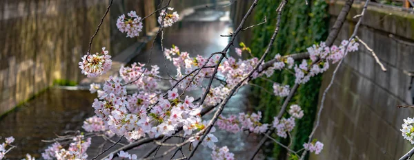 Festiwal Meguro Sakura Wiśnia Kwiat Wiśni Pełnym Rozkwicie Sezonie Wiosennym — Zdjęcie stockowe