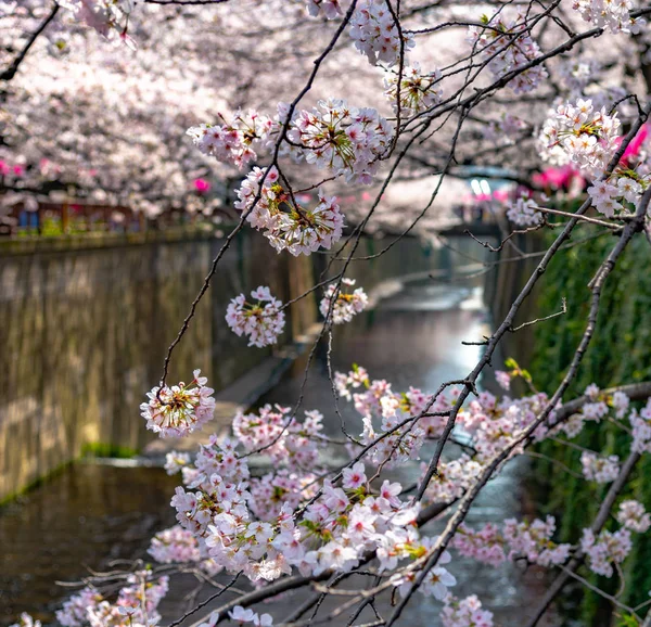 Festival Meguro Sakura Třešňový Květ Třešňový Květ Plný Květ Jarní — Stock fotografie