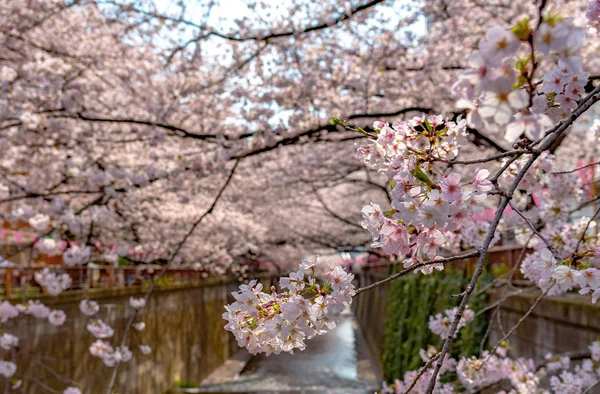 Festival Meguro Sakura Třešňový Květ Třešňový Květ Plný Květ Jarní — Stock fotografie