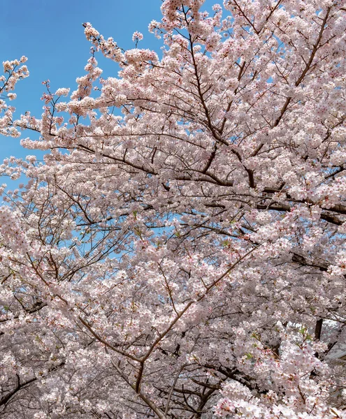 Meguro Sakura (kiraz çiçeği) Festivali. Kiraz çiçeği tam bloom bahar mevsimi Meguro River, Tokyo, Japonya. Birçok ziyaretçiler Japonya kiraz çiçeği sezonunda seyahat seçin.