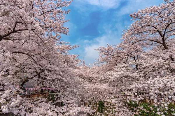 Festival Meguro Sakura Flor Cerezo Flor Cerezo Plena Floración Temporada — Foto de Stock
