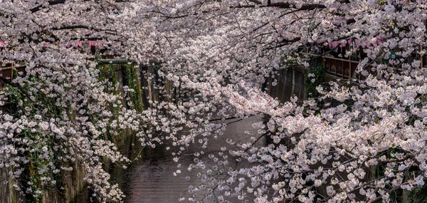 Meguro Sakura Kirschblütenfest Kirschblüte Voller Blüte Frühling Meguro River Tokio — Stockfoto
