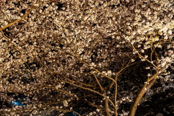 Meguro Sakura Κερασιά Φεστιβάλ Στην Πλήρη Άνθιση Ανθισμένες Κερασιές Ξεκινήσει — Φωτογραφία Αρχείου
