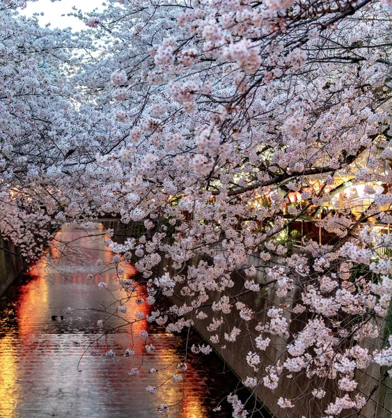 Meguro Sakura Třešňový Květ Festival Plném Květu Třešňový Květ Začne — Stock fotografie