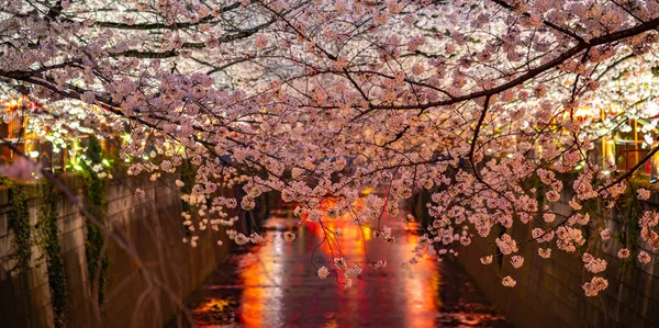 Meguro Sakura Flor Cerezo Festival Plena Floración Flor Cerezo Comenzará — Foto de Stock