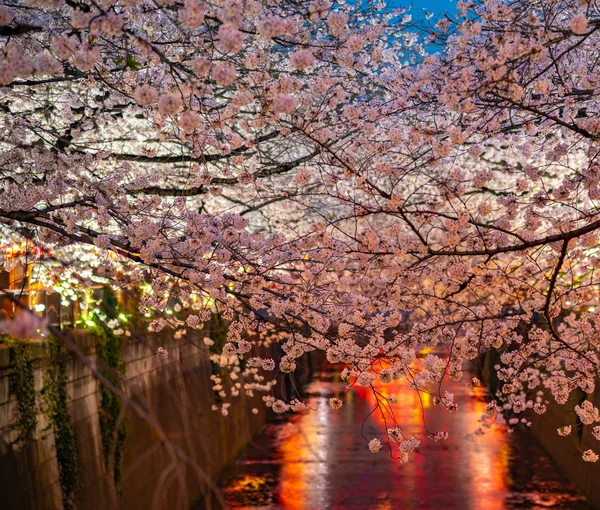 Meguro Sakura Κερασιά Φεστιβάλ Στην Πλήρη Άνθιση Ανθισμένες Κερασιές Ξεκινήσει — Φωτογραφία Αρχείου