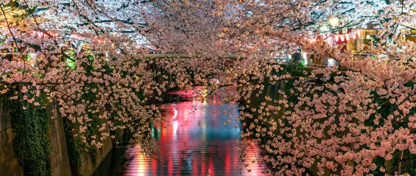 Meguro Sakura Kirschblütenfest Voller Blüte Kirschblüte Beginnt Den Späten März — Stockfoto
