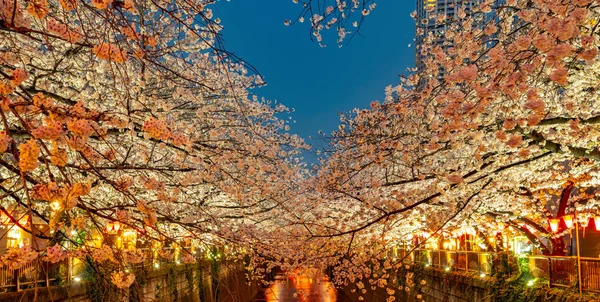 Meguro Sakura Kirschblütenfest Voller Blüte Kirschblüte Beginnt Den Späten März — Stockfoto