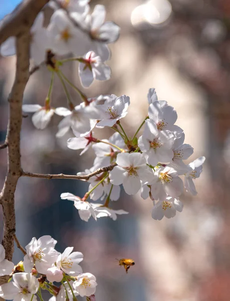 Tam çiçeklenme çiçekler (sakura) bahçeye bakmaktadır yumuşak doğal arka plan bahar güneşli günde pembe kiraz çiçekleri güzel kapatın