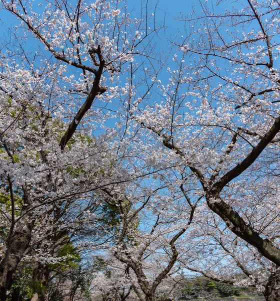 Close Full Bloom Hermosas Flores Cerezo Rosa Flores Sakura Sobre —  Fotos de Stock