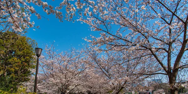 Chidorigafuchi 최북단 부분에도 주변에 일본에 방문자가 시즌에 여행을 선택합니다 — 스톡 사진