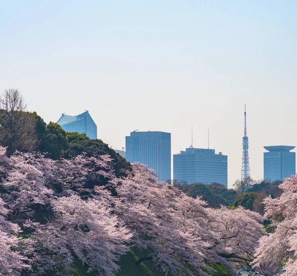 stock image Cherry blossom full bloom in spring season around Tokyo Chidorigafuchi park (northernmost part of Edo Castle). Many visitors to Japan choose to travel in cherry blossom season.