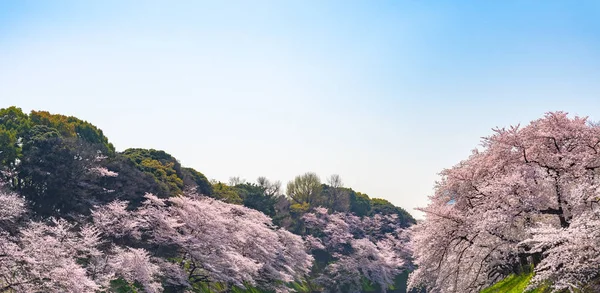 春季樱花盛开 环绕着东京千里福公园 江户城最北端 许多来日本的游客选择在樱花季节旅游 — 图库照片