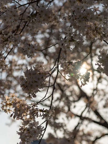 Close Fioritura Bella Rosa Fiori Ciliegio Sakura Sul Giardino Primavera — Foto Stock