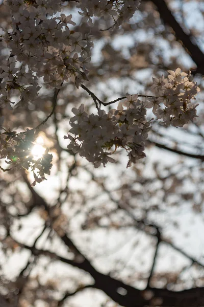Nahaufnahme Vollblüte Schöne Rosa Kirschblüten Sakura Über Dem Garten Einem — Stockfoto