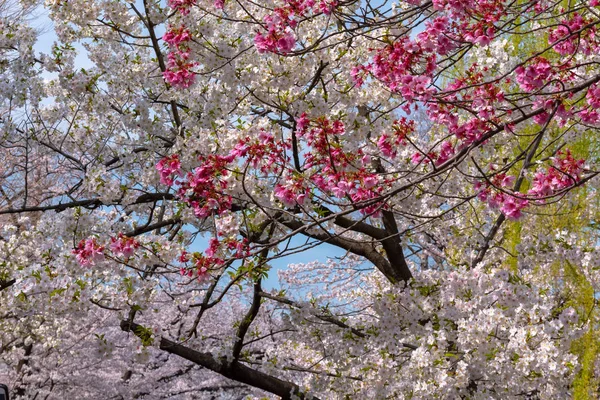 Close Flor Cheia Belas Flores Cerejeira Rosa Sakura Sobre Jardim — Fotografia de Stock