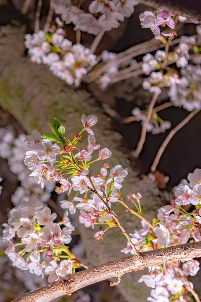 Close Full Bloom Beautiful Pink Cherry Blossoms Flowers Sakura Garden — стоковое фото