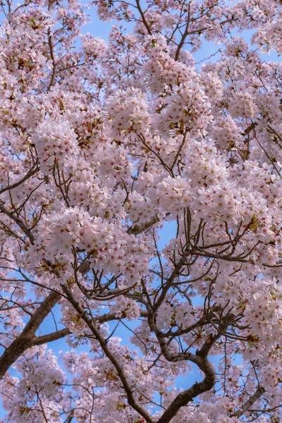 Nahaufnahme Vollblüte Schöne Rosa Kirschblüten Sakura Über Dem Garten Einem — Stockfoto