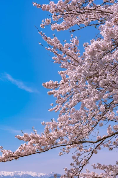 ピンク桜花 庭に柔らかい自然な背景を持つ春の晴れた日の美しい満開間近します — ストック写真