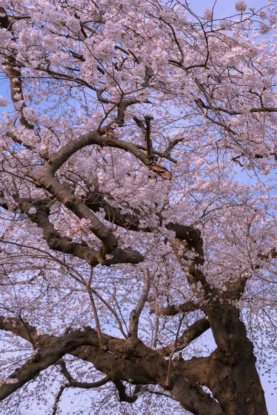 Close Full Bloom Hermosas Flores Cerezo Rosa Flores Sakura Sobre — Foto de Stock