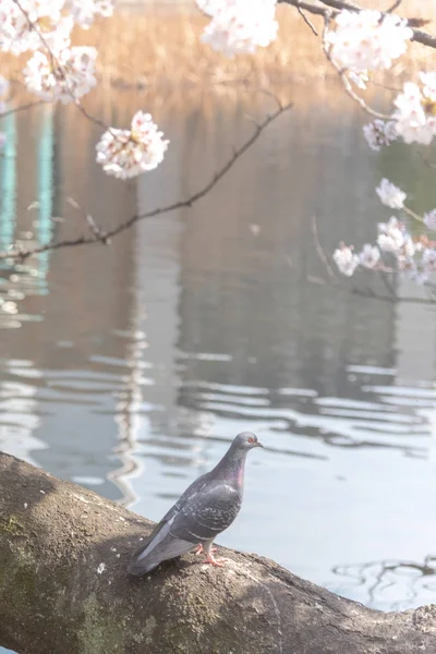Close Uccelli Colomba Carino Fiori Ciliegio Sakura Piena Fioritura Primavera — Foto Stock