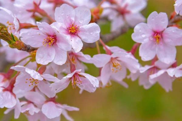 Крупним Планом Повний Розквіт Красивих Рожевих Вишневих Квітів Сакура Над — стокове фото