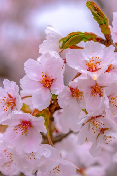 Close Full Bloom Beautiful Pink Cherry Flowers Sakura Garden Springtime — Stock Photo, Image